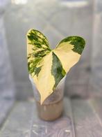 Anthurium Pterodactyl Variegated, Huis en Inrichting, Verzenden, Overige soorten, Minder dan 100 cm
