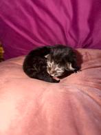 Maine Coon kittens, Dieren en Toebehoren, Meerdere dieren, Gechipt