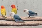1-1 fischeri pale fallow opaline groen/blauw of turquoise, Dieren en Toebehoren, Meerdere dieren, Dwergpapegaai of Agapornis, Geringd