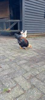 Twee jonge hanen, Dieren en Toebehoren, Pluimvee, Mannelijk, Kip