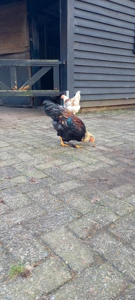 Twee jonge hanen, Dieren en Toebehoren, Pluimvee, Kip, Mannelijk