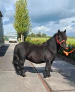 ** KNAPPE & LIEVE 3 JARIGE GROTE N.S.P.S SHETLANDER RUIN**, Dieren en Toebehoren, Minder dan 160 cm, Ruin, 3 tot 6 jaar, Onbeleerd