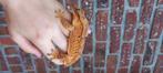 1.0 oranje Brindle Dalmatian wimpergekko man, Hagedis, Tam, 0 tot 2 jaar