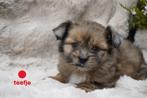 Mooie kleine boomer pups., Nederland, Overige rassen, 8 tot 15 weken, CDV (hondenziekte)