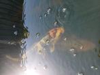 Koi, Dieren en Toebehoren, Karper of Koi