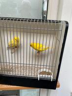 Kanaries, Dieren en Toebehoren, Vogels | Kanaries, Mannelijk, Kleurkanarie