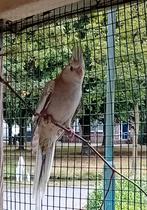 Valkparkieten, Meerdere dieren, Parkiet