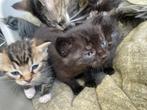 7 Kittens 2 nestjes, Dieren en Toebehoren, Katten en Kittens | Overige Katten, Meerdere dieren