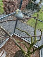 6 jonge grasparkieten, Meerdere dieren, Parkiet