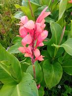 Grote partij canna bollen 200 stuks., Tuin en Terras, Ophalen of Verzenden, Voorjaar, Volle zon