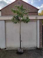 leilaurier, novita, Bloeit niet, Leiboom, 250 tot 400 cm, Ophalen