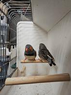 Te koop. Koppel zuiver grijze zebravinken TT kwaliteit, Dieren en Toebehoren, Vogels | Overige Vogels, Meerdere dieren, Tropenvogel