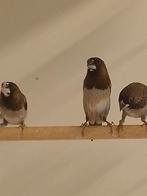 10 japanse meeuwtjes., Geslacht onbekend, Tropenvogel