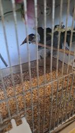 3x Kruising rietvink met ?, Tropenvogel