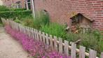 Steenanjer, inheemse plant, Tuin en Terras, Planten | Tuinplanten, Overige soorten, Volle zon, Eenjarig, Ophalen of Verzenden