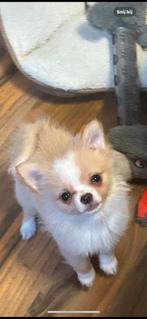 Zeer klein blijvende chihuahua dwergkees kruising, Keeshond, CDV (hondenziekte), 8 tot 15 weken, Meerdere
