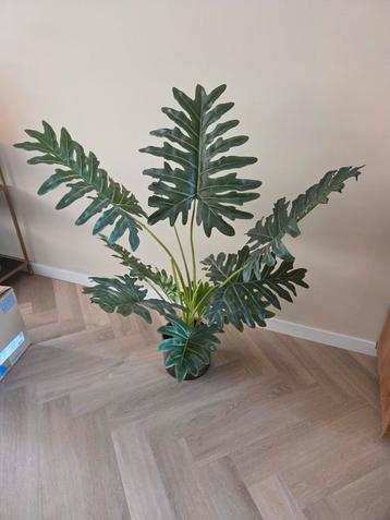 Grote Kunst plant Philodendron Kamerplant beschikbaar voor biedingen