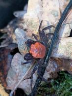 Geosesarma Aristocratensis, Dieren en Toebehoren, Reptielen en Amfibieën, Overige soorten, 0 tot 2 jaar
