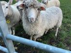 Te koop ram half jaar oud, Dieren en Toebehoren, Schapen, Geiten en Varkens, Mannelijk, Schaap