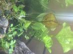 Echinodorus chocolate marble Zwaardplant stekje, Dieren en Toebehoren, Vissen | Aquaria en Toebehoren, Ophalen, Nieuw, Plant(en), Steen of Hout