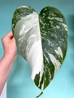 Topkwaliteit, witte Monstera Albo Variegata stek / marble, Ophalen, Overige soorten, Minder dan 100 cm
