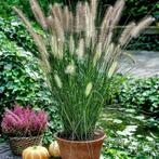 Mooie diverse Siergrassen ( zoals Pennisetum, ...)Aangeboden, Ophalen of Verzenden, Vaste plant, Siergrassen, Volle zon