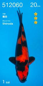 Ogata HQ tosai incl. overwintering | Tosai vissen, Karper of Koi