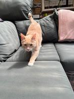 Lieve rode gecastreerde kater, Dieren en Toebehoren, Katten en Kittens | Raskatten | Korthaar, Kater, Gechipt, 0 tot 2 jaar