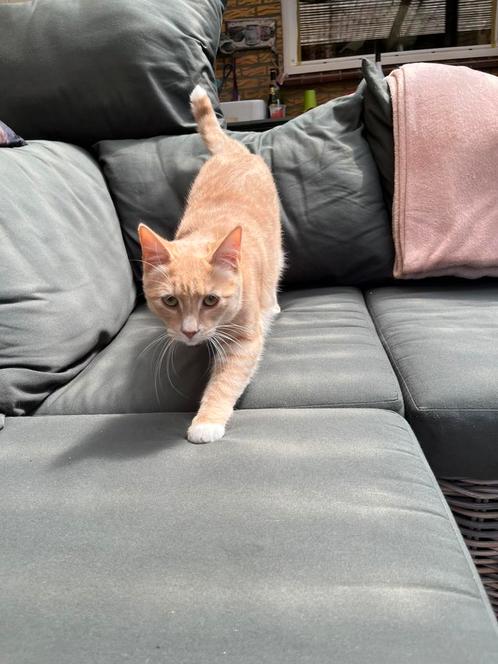 Lieve rode gecastreerde kater, Dieren en Toebehoren, Katten en Kittens | Raskatten | Korthaar, Kater, 0 tot 2 jaar, Gechipt, Ontwormd
