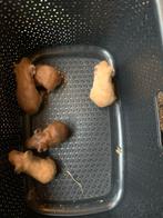 Jonge cavia’s, Dieren en Toebehoren, Knaagdieren, Cavia, Vrouwelijk, Tam, Oktober