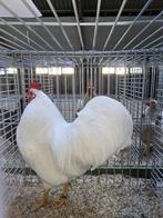 Barnevelder kriel haan wit, Dieren en Toebehoren, Pluimvee, Mannelijk, Kip