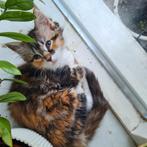 Maine coon x  ragdoll, Meerdere dieren, Ontwormd, 0 tot 2 jaar