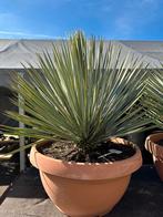 Yucca rostrata, Tuin en Terras, Ophalen of Verzenden