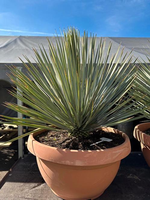 Yucca rostrata, Tuin en Terras, Planten | Tuinplanten, Ophalen of Verzenden