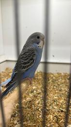 Jonge grasparkiet, Vrouwelijk, Parkiet