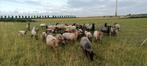 4 Stamboek oude type Drents Heideschapen Ooien., Dieren en Toebehoren, Schapen, Geiten en Varkens, Vrouwelijk, Schaap