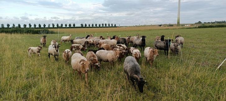 4 Stamboek oude type Drents Heideschapen Ooien., Dieren en Toebehoren, Schapen, Geiten en Varkens, Schaap, Vrouwelijk