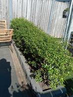 VANDAAG GRATIS OPHALEN STRUIK SCHIJNHULST, Tuin en Terras, Planten | Struiken en Hagen, Ophalen
