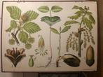Oude botanische schoolplaat, 2 kanten bedrukt, Ophalen