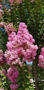 Lagerstroemia indica Rosea / roze bloemen / multistam ‼️, Tuin en Terras, Planten | Bomen, In pot, Zomer, Volle zon, 250 tot 400 cm