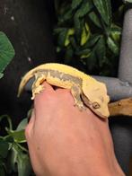 Wimpergekko Lilly White vrouw inclusief terrarium, Dieren en Toebehoren, Hagedis, 3 tot 6 jaar