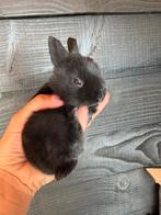 Super schattige Baby konijntjes te koop, Meerdere dieren, Dwerg, Hangoor, 0 tot 2 jaar