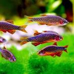 Rasbora Galaxy, Vis