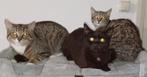 Nog 3 kittens beschikbaar, Dieren en Toebehoren, Katten en Kittens | Raskatten | Korthaar, Meerdere dieren, Gechipt, 0 tot 2 jaar