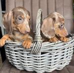 Choco merle dwerg teckel, CDV (hondenziekte), 8 tot 15 weken, Korthaar, Dwerg