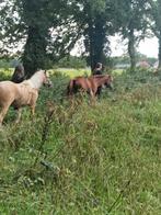 Te huur a welsh palomino