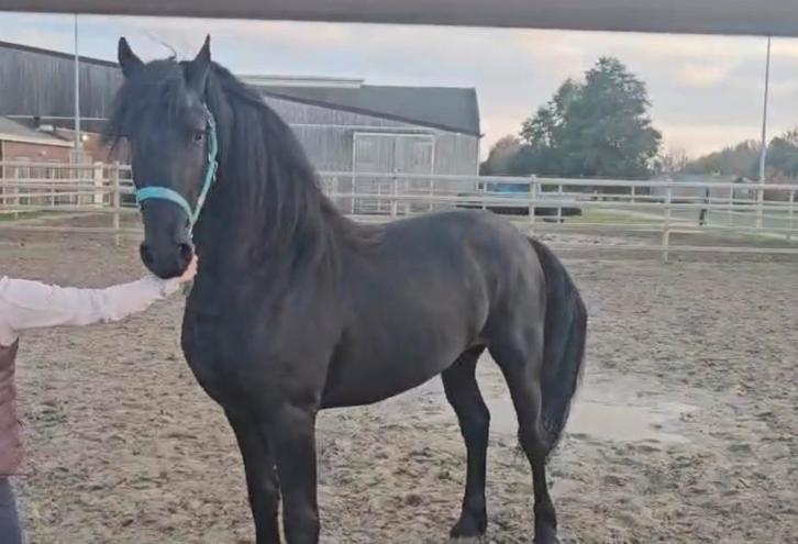 2,5 jarige Friese Hengsten, Dieren en Toebehoren, Paarden, Hengst, 0 tot 2 jaar, Dressuurpaard