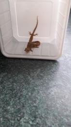 Lepidodactylus Lugubris Tweeslachtig gecko's, Dieren en Toebehoren, Hagedis