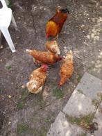 Pluimve, Dieren en Toebehoren, Pluimvee, Mannelijk, Kip