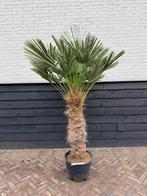 Wagnerianus fortunei palmbomen 80/100 cm stam, Tuin en Terras, Planten | Bomen, 100 tot 250 cm, Zomer, Palmboom, Ophalen